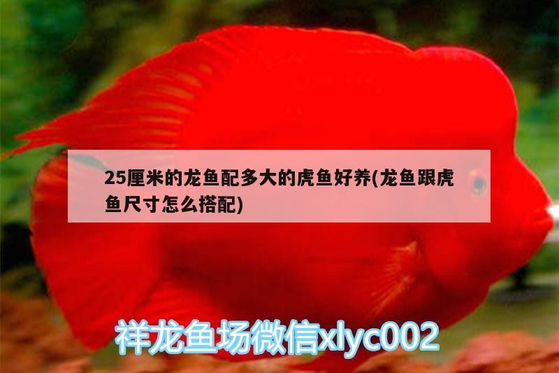 詳細閱讀:25厘米的龍魚配多大的虎魚好養(龍魚跟虎魚尺寸怎么搭配) 25厘米的龍魚配多大的虎魚好養(龍魚跟虎魚尺寸怎么搭配)