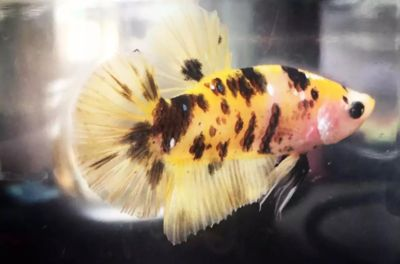 觀賞魚繁殖技巧:虎斑魚吃魚的具體視頻內容及繁殖技巧 虎魚百科 第3張 觀賞魚繁殖技巧:虎斑魚吃魚的具體視頻內容及繁殖技巧 觀賞魚繁殖技巧:虎斑魚吃魚的具體視頻內容及繁殖技巧 虎魚百科 第3張