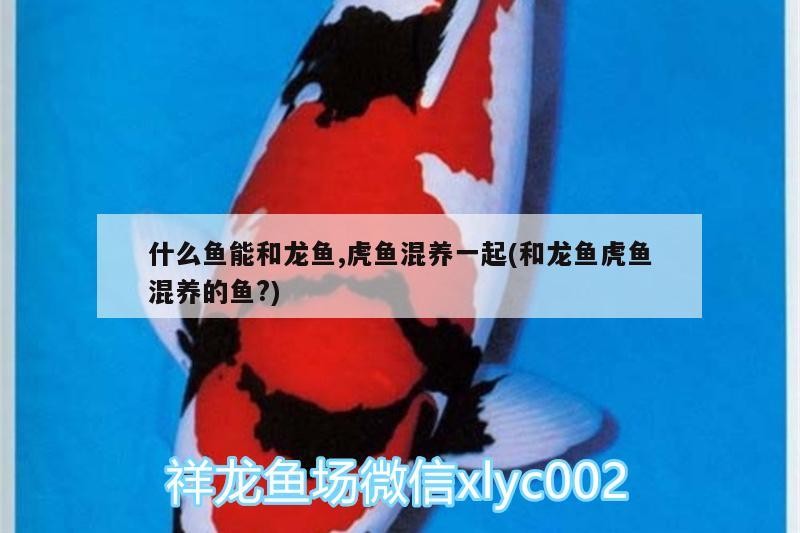 什么魚能和龍魚,虎魚混養一起(和龍魚虎魚混養的魚?)