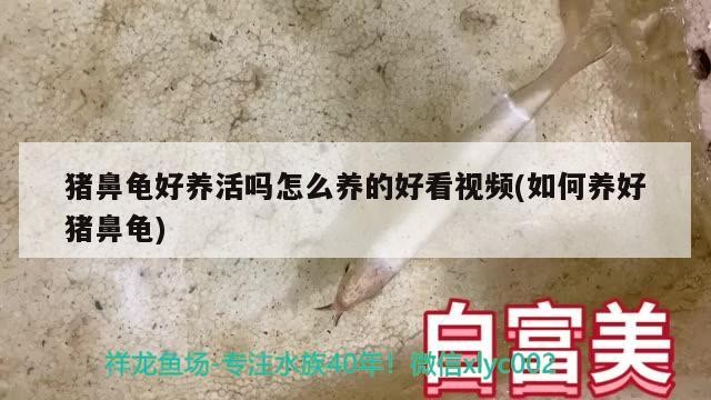 豬鼻龜好養活嗎怎么養的好看視頻(如何養好豬鼻龜) 豬鼻龜好養活嗎怎么養的好看視頻(如何養好豬鼻龜) 豬鼻龜百科