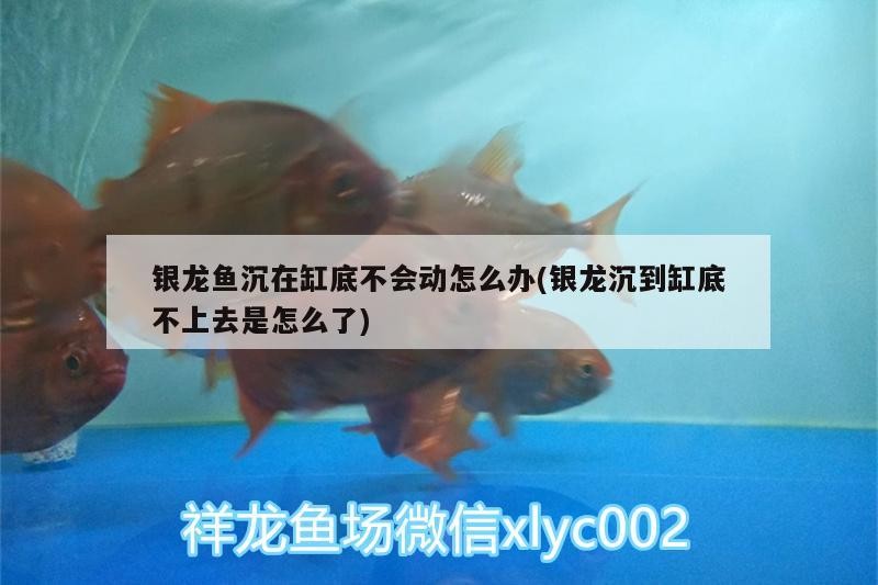 銀龍魚沉在缸底不會動怎么辦(銀龍沉到缸底不上去是怎么了) 銀龍魚沉在缸底不會動怎么辦(銀龍沉到缸底不上去是怎么了) 銀龍魚百科
