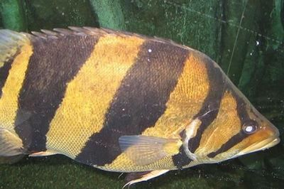 40公分虎魚食人嗎？：40公分虎魚食人嗎，40公分虎魚食人魚食人嗎