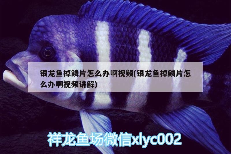 銀龍魚掉鱗片怎么辦啊視頻(銀龍魚掉鱗片怎么辦啊視頻講解)