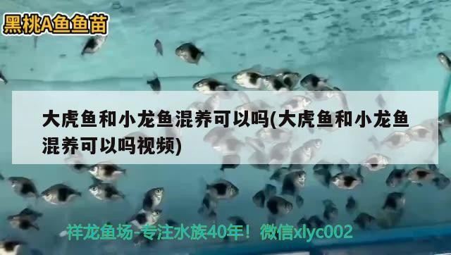 大虎魚和小龍魚混養可以嗎(大虎魚和小龍魚混養可以嗎視頻)