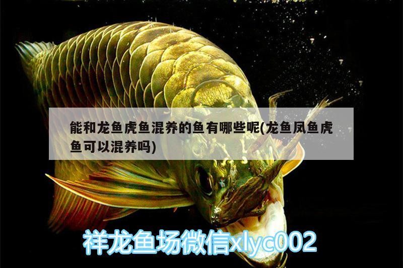 能和龍魚虎魚混養的魚有哪些呢(龍魚鳳魚虎魚可以混養嗎)