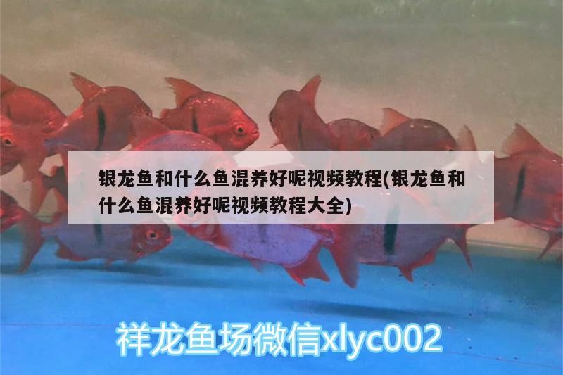 銀龍魚和什么魚混養好呢視頻教程(銀龍魚和什么魚混養好呢視頻教程大全)