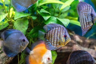 家用魚(yú)缸怎么做過(guò)濾器（家用魚(yú)缸怎么做過(guò)濾器視頻）