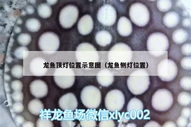 龍魚頂燈位置示意圖（龍魚側燈位置）