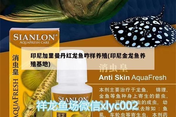 印尼加里曼丹紅龍魚咋樣養殖：印尼加里曼丹紅龍魚養殖需要注意以下幾個方面