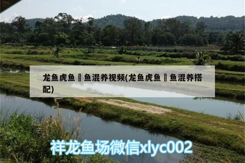 龍魚虎魚魟魚混養視頻(龍魚虎魚魟魚混養搭配)