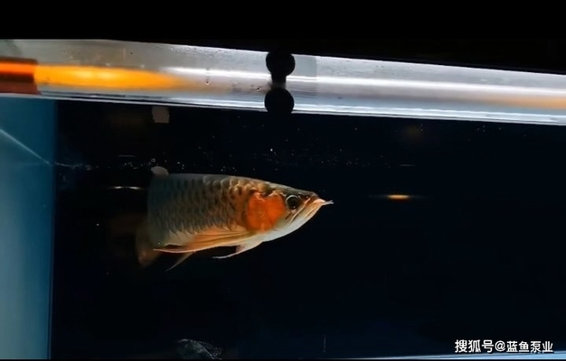 什么屬相不能養(yǎng)龍魚