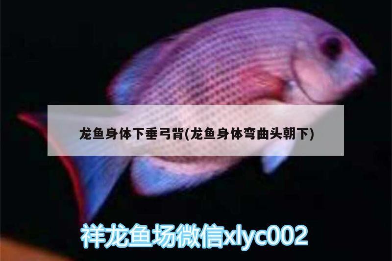 詳細閱讀:龍魚身體下垂弓背(龍魚身體彎曲頭朝下) 龍魚身體下垂弓背(龍魚身體彎曲頭朝下)