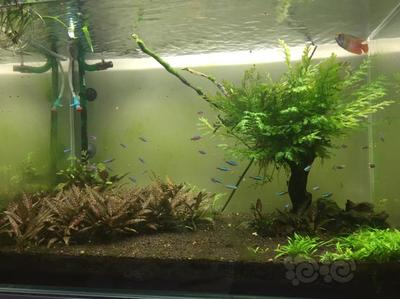 伊寧邊境經濟合作區博洋水族館（伊寧邊境經濟合作區博洋水族館在哪）