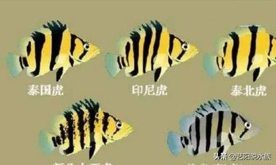 如何區分泰虎和印尼虎：泰虎和印尼虎在多個方面存在明顯的區別