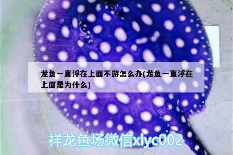 過濾亞克力板自制魚缸制作過程注意事項，亞克力板自制魚缸制作方法圖