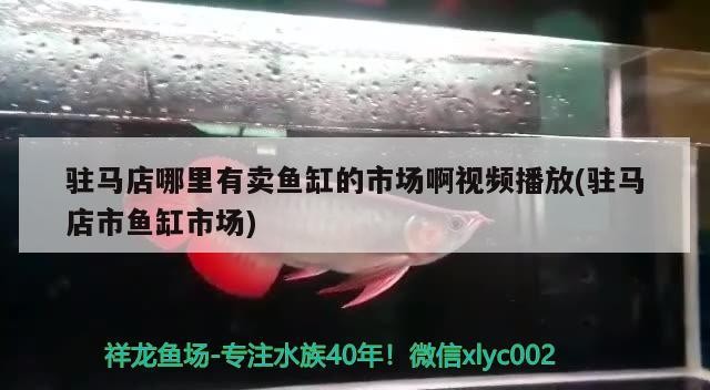 駐馬店哪里有賣魚缸的市場啊視頻播放(駐馬店市魚缸市場)
