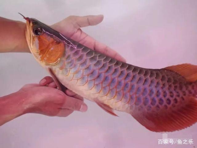 紅龍腮部發(fā)色,能保證顏色嗎