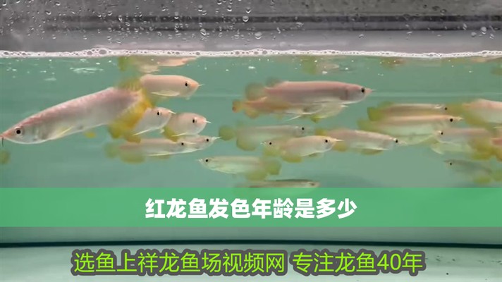 紅龍腮部發(fā)色,能保證顏色嗎