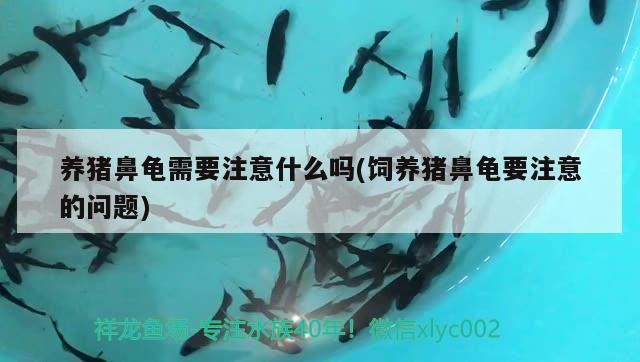 養豬鼻龜需要注意什么嗎(飼養豬鼻龜要注意的問題)