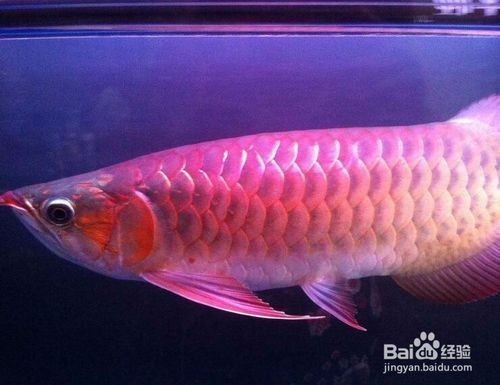 紅龍魚苗怎么挑選最好