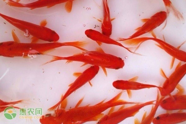 十大養不死的金魚 龍魚百科 第4張 十大養不死的金魚 十大養不死的金魚 龍魚百科 第4張