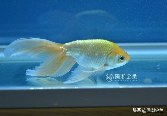 十大養不死的金魚 龍魚百科 第6張 十大養不死的金魚 十大養不死的金魚 龍魚百科 第6張