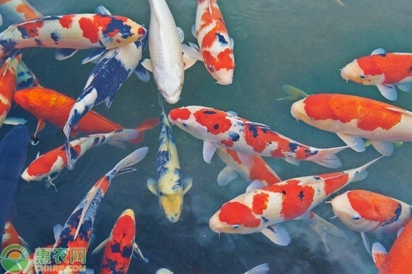 十大養不死的金魚 龍魚百科 第5張 十大養不死的金魚 十大養不死的金魚 龍魚百科 第5張