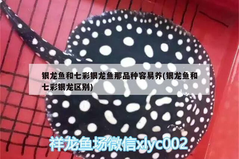 銀龍魚和七彩銀龍魚那品種容易養(銀龍魚和七彩銀龍區別)