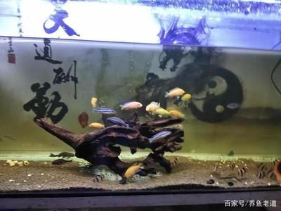 虎皮魚缸養殖水培植物的選擇與養護水培植物的選擇與養護：水培植物的選擇