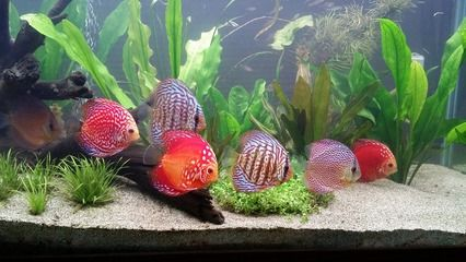 金龍魚與紅龍混養技術：金龍魚與紅龍混養技術視頻