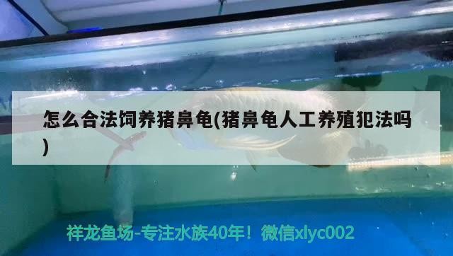 怎么合法飼養豬鼻龜(豬鼻龜人工養殖犯法嗎)