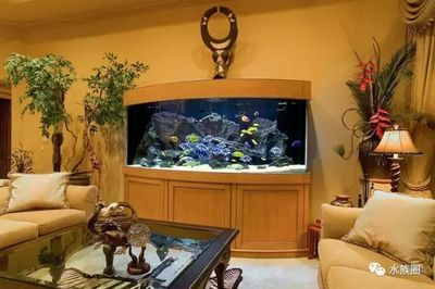 慈鯛魚魚缸造景方法視頻：三湖慈鯛魚缸造景