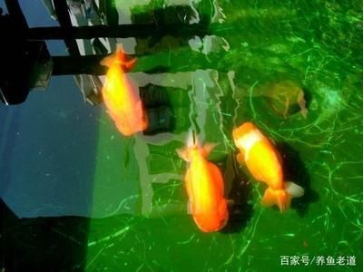 慈鯛魚魚缸造景方法視頻：三湖慈鯛魚缸造景