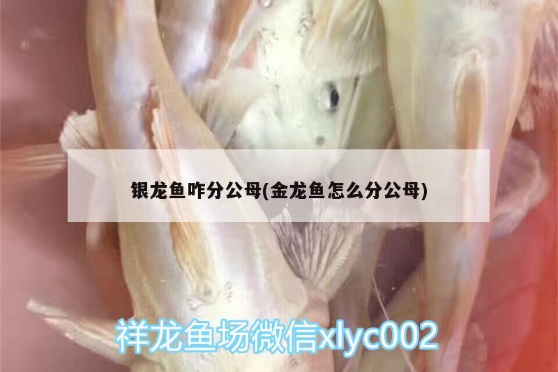 銀龍魚咋分公母(金龍魚怎么分公母)