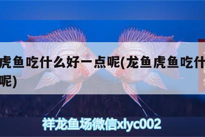 龍魚虎魚吃什么好一點呢(龍魚虎魚吃什么好一點呢)