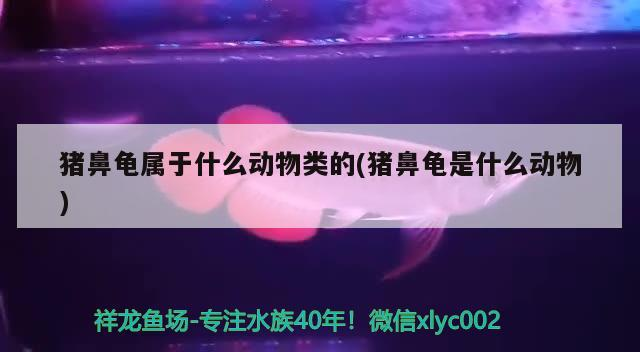 豬鼻龜屬于什么動(dòng)物類的(豬鼻龜是什么動(dòng)物)