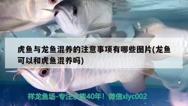 虎魚與龍魚混養(yǎng)的注意事項有哪些圖片(龍魚可以和虎魚混養(yǎng)嗎) 虎魚與龍魚混養(yǎng)的注意事項有哪些圖片(龍魚可以和虎魚混養(yǎng)嗎) 虎魚百科