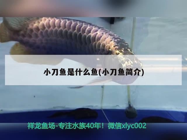 小刀魚是什么魚(小刀魚簡介)