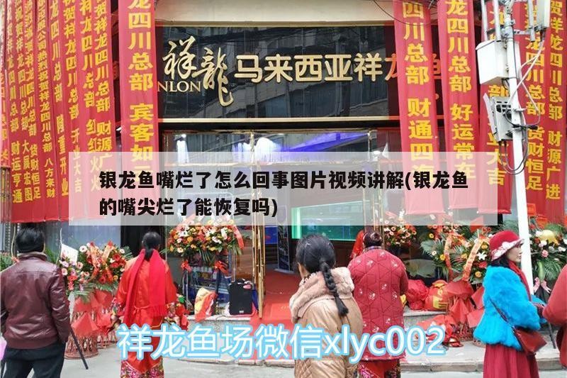 銀龍魚嘴爛了怎么回事圖片視頻講解(銀龍魚的嘴尖爛了能恢復(fù)嗎)