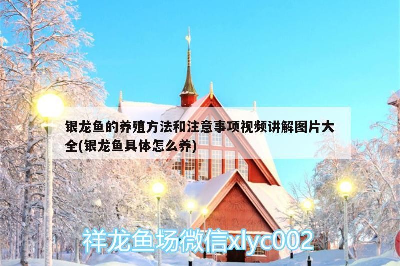 銀龍魚的養殖方法和注意事項視頻講解圖片大全(銀龍魚具體怎么養)