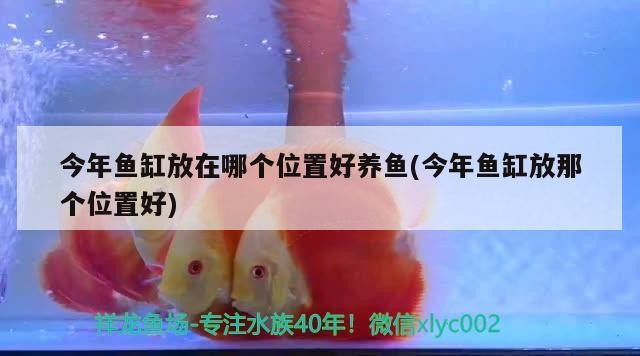 今年魚缸放在哪個(gè)位置好養(yǎng)魚(今年魚缸放那個(gè)位置好)