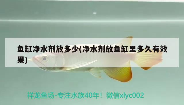 魚缸過濾器選購指南:自制魚缸過濾器魚缸上置過濾器對于養魚愛好者的必備知識 魚缸凈水劑放多少(凈水劑放魚缸里多久有效果) 魟魚百科 魚缸凈水劑放多少(凈水劑放魚缸里多久有效果) 魚缸凈水劑放多少(凈水劑放魚缸里多久有效果) 魟魚百科
