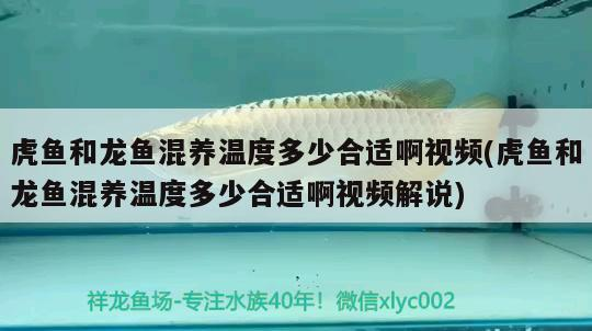 虎魚和龍魚混養溫度多少合適啊視頻(虎魚和龍魚混養溫度多少合適啊視頻解說)