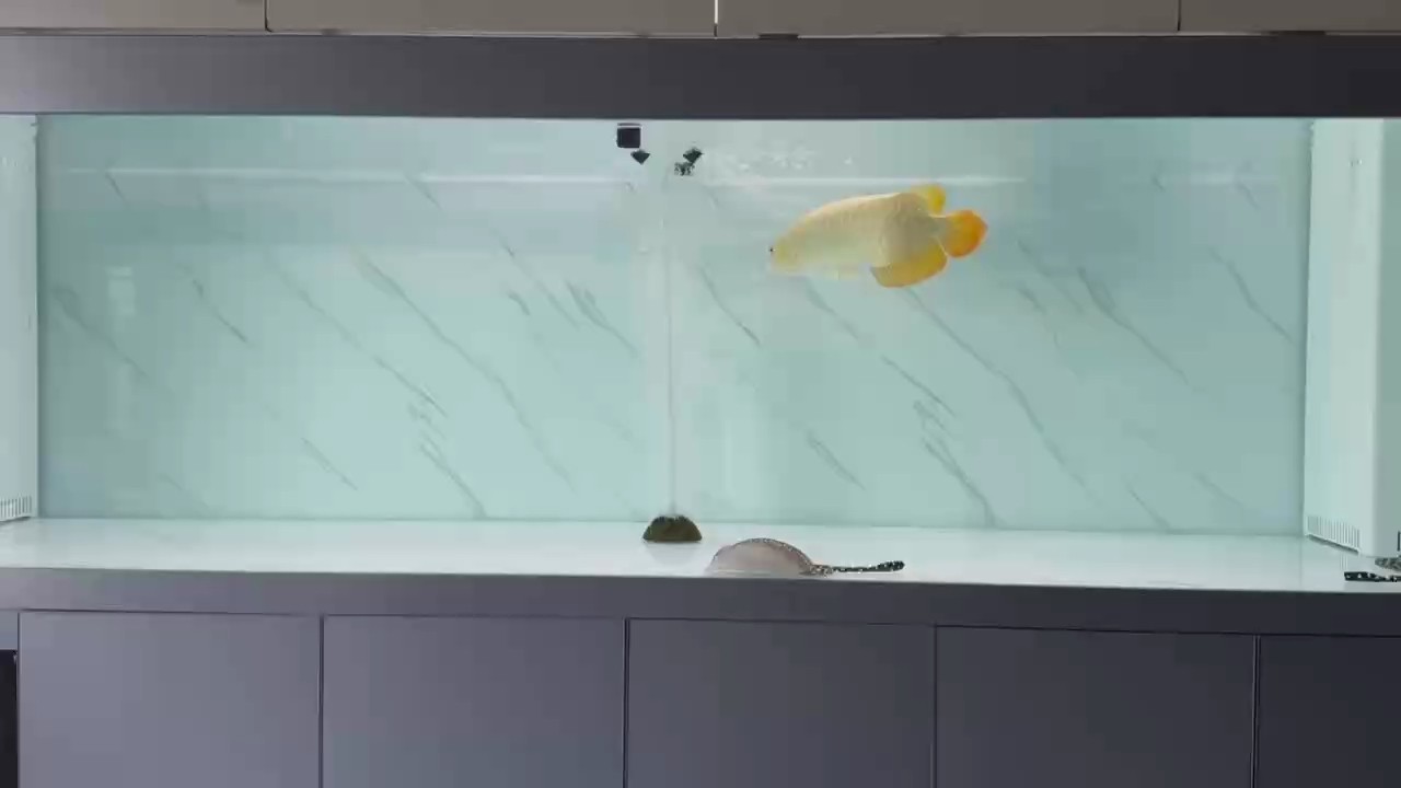 紅龍魚用黃燈烤有用嗎 孟吉爾(萬吉) 龍魚論壇 孟吉爾(萬吉) 孟吉爾(萬吉) 龍魚論壇
