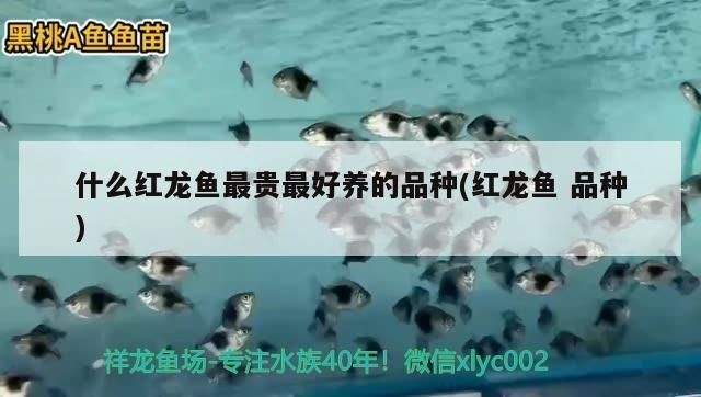 什么紅龍魚最貴最好養(yǎng)的品種：世界上最貴且好養(yǎng)的紅龍魚品種，飼養(yǎng)成本較高，價(jià)格超過血紅龍