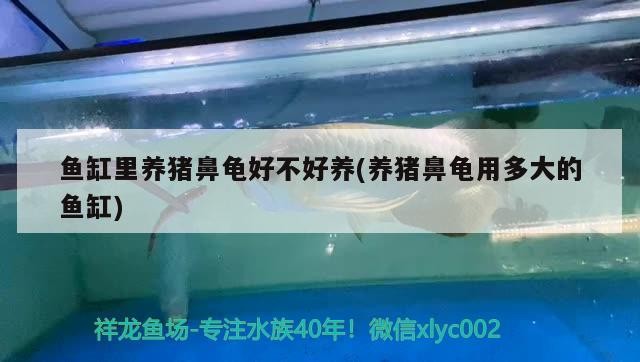 魚缸里養豬鼻龜好不好養(養豬鼻龜用多大的魚缸)