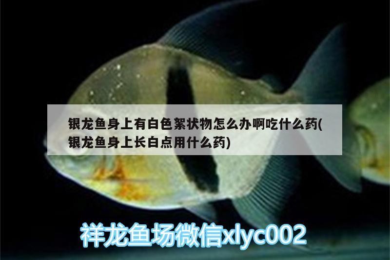銀龍魚身上有白色絮狀物怎么辦啊吃什么藥(銀龍魚身上長白點(diǎn)用什么藥)