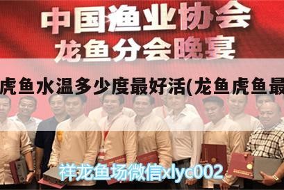 龍魚虎魚水溫多少度最好活(龍魚虎魚最佳溫度)