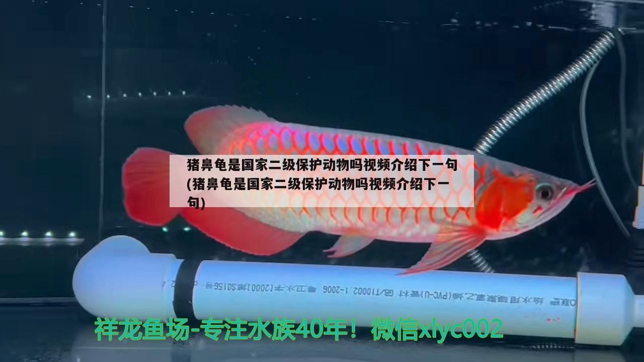 豬鼻龜是國家二級保護動物嗎視頻介紹下一句(豬鼻龜是國家二級保護動物嗎視頻介紹下一句)