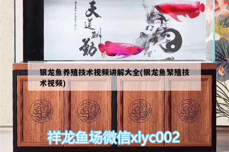 銀龍魚養殖技術視頻講解大全(銀龍魚繁殖技術視頻)